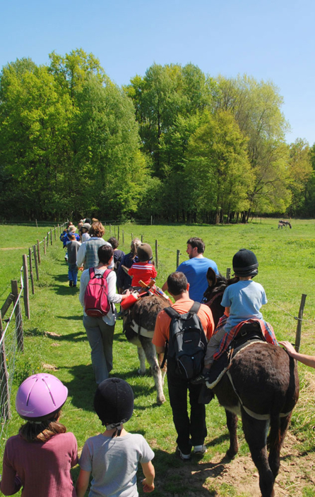 Les Ânes de la Ferme du Chêne de Greletti à Chalais